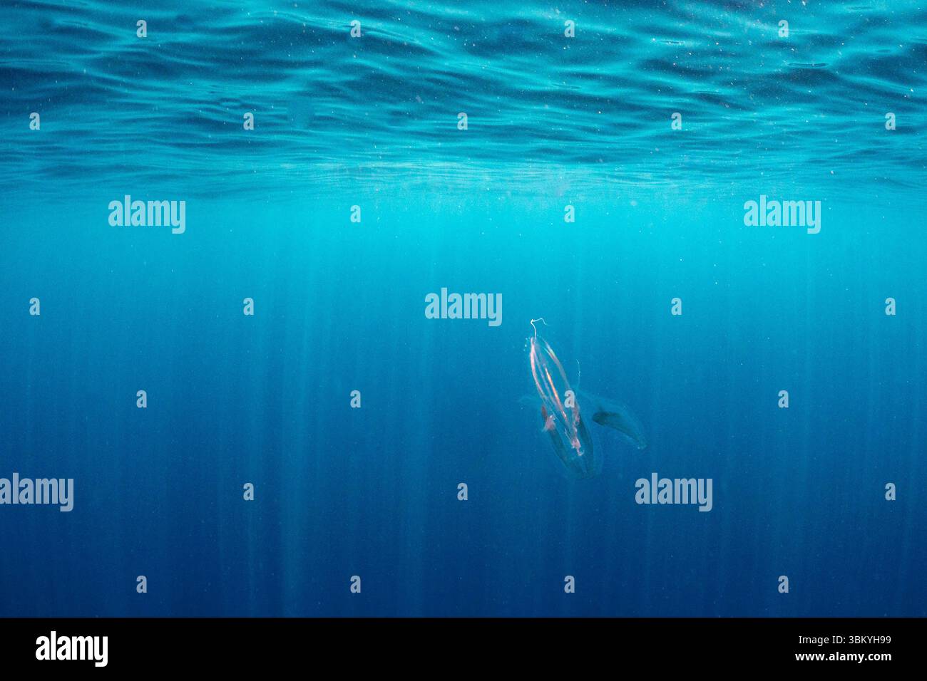 Un Salp nuota nell'oceano. Foto Stock