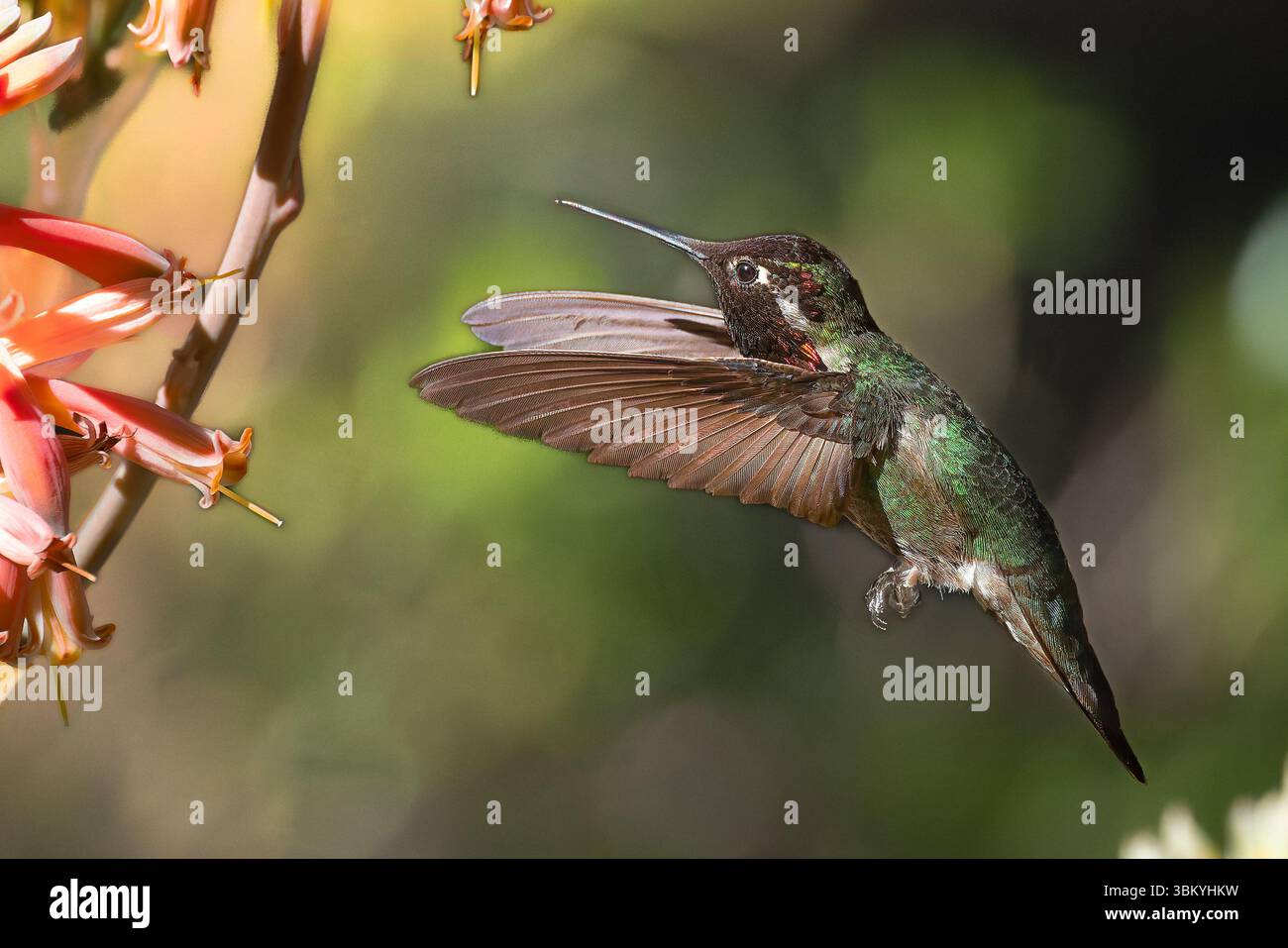 Hummingbird in cerca di Nectar Foto Stock