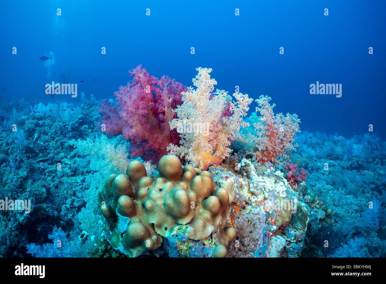 Una vivace barriera corallina brulicante di vita, che mostra varie formazioni coralline e un subacqueo che esplora l'ecosistema sottomarino. Foto Stock