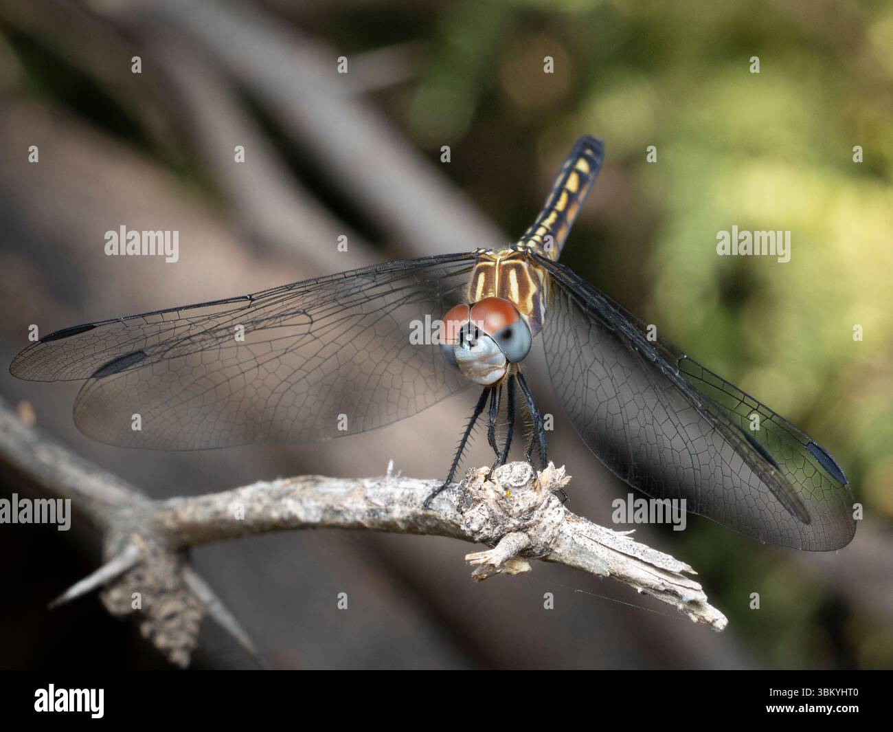 Libellula Foto Stock