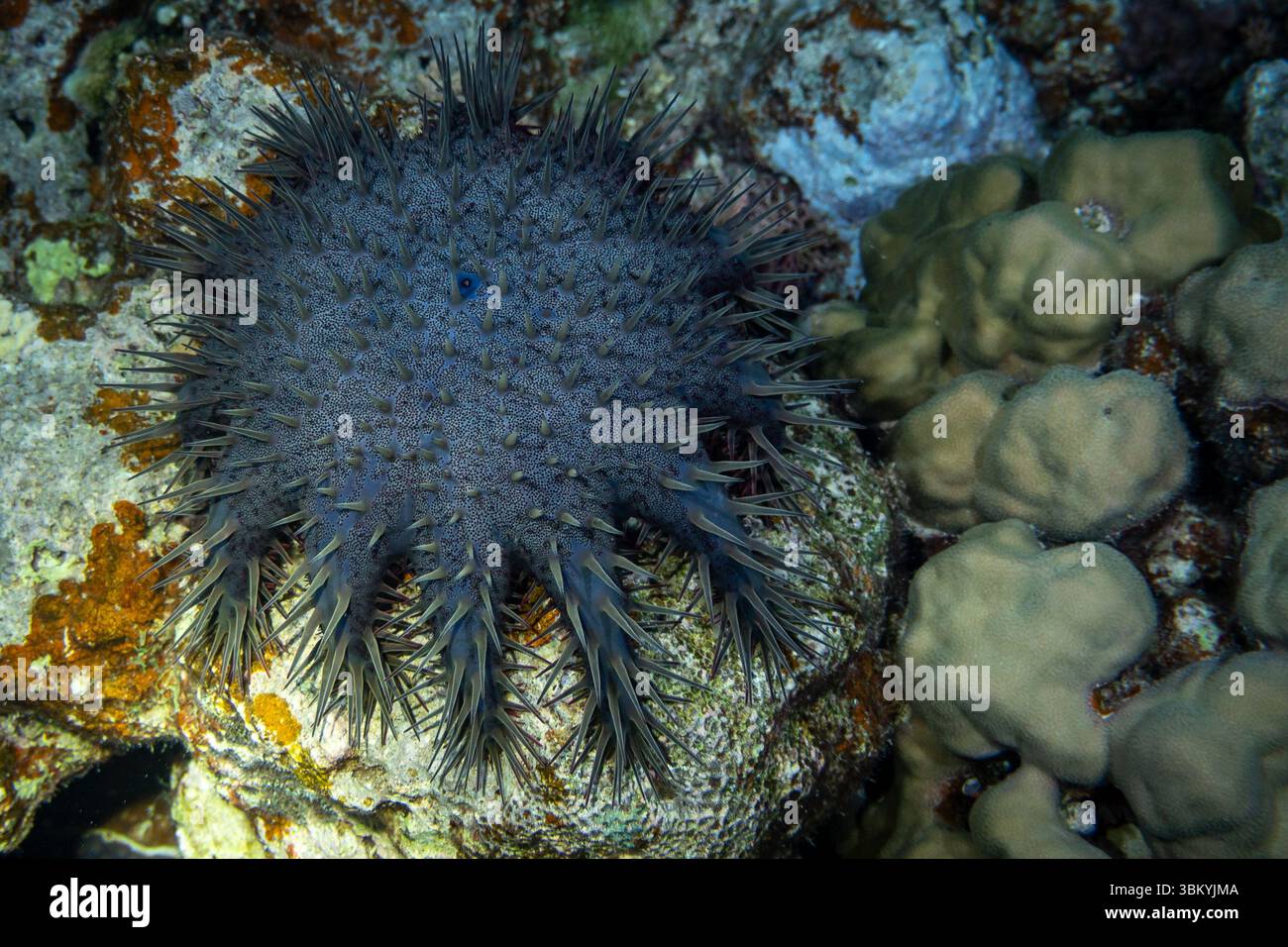 Una stella marina della corona di spine è vista su una barriera corallina, che rappresenta una minaccia per il corallo nutrendolo. Foto Stock