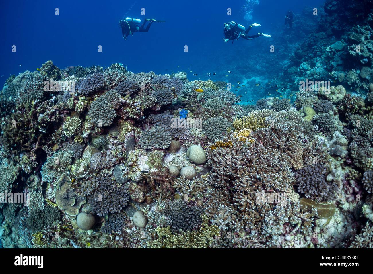 Due subacquei esplorano una vivace barriera corallina, osservando la variegata vita marina e le intricate formazioni. Foto Stock