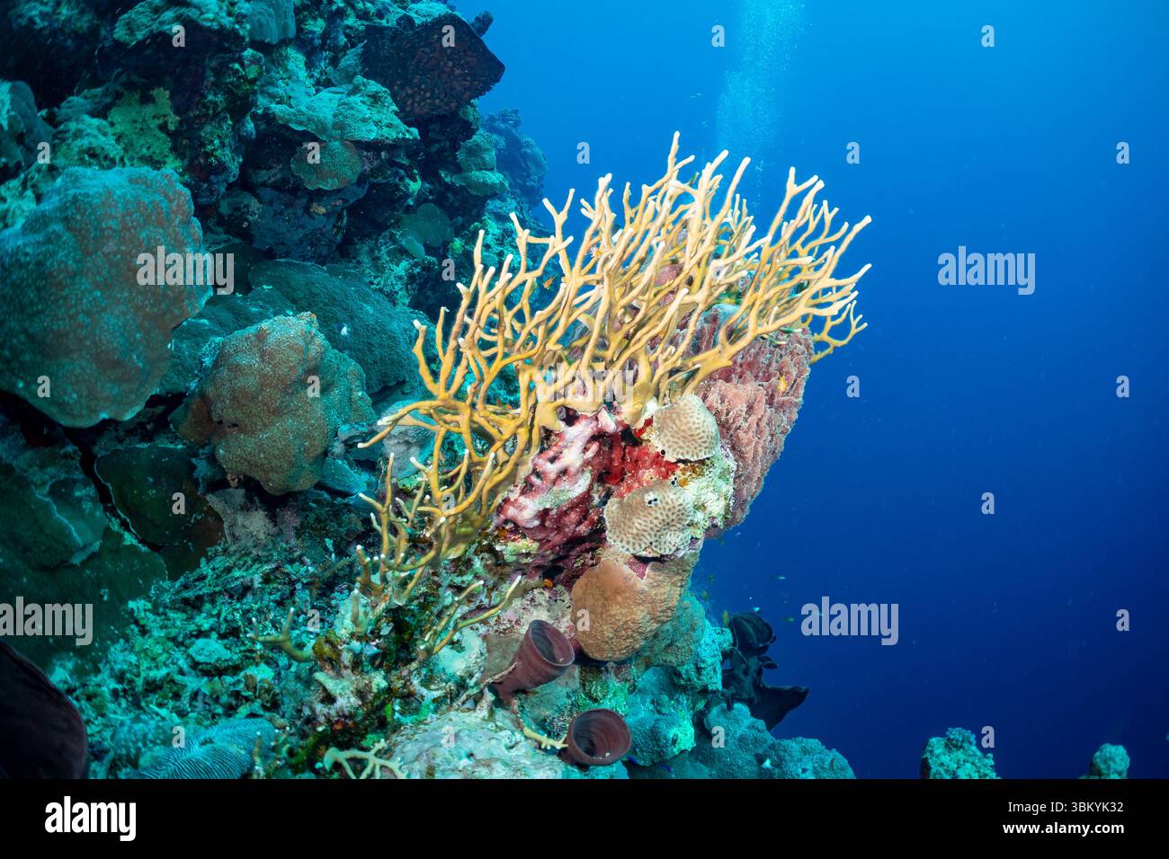 Una vibrante scena subacquea mostra un variegato ecosistema della barriera corallina, con varie specie di coralli che prosperano nell'oceano azzurro. L'immagine cattura la bellezza e la complessità della vita marina, evidenziando l'importanza delle barriere coralline come habitat per numerosi organismi acquatici. Foto Stock