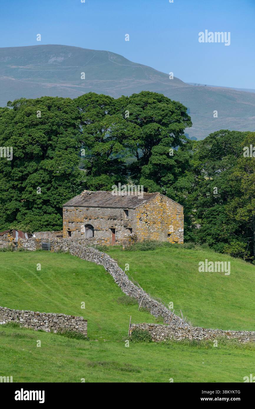 Vecchio fienile in pietra in un campo a Wensleydale, Yorkshire Dales National Park, Regno Unito. Foto Stock