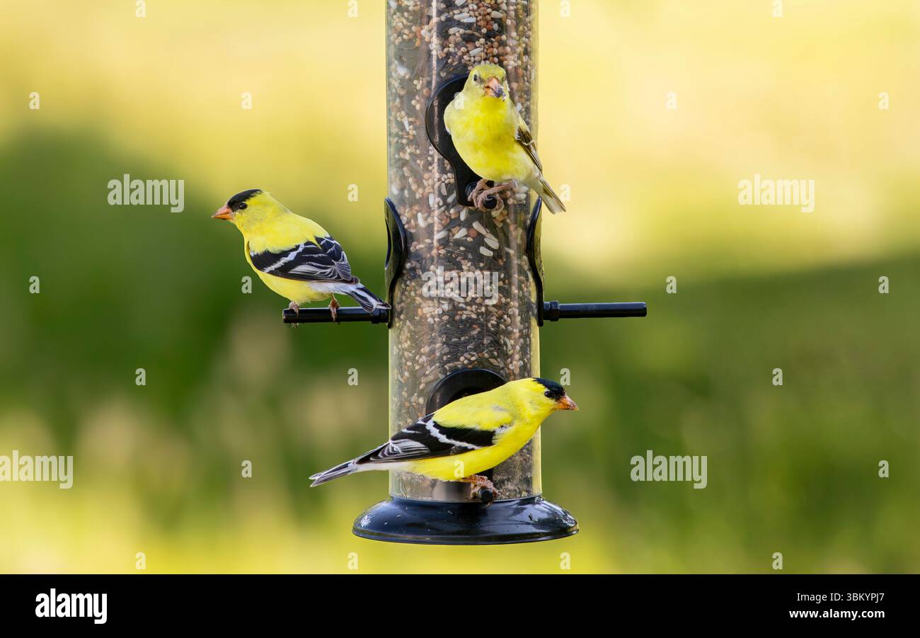 Maschio giallo brillante americano Goldfinches che picchiano ai semi dell'alimentatore per uccelli Foto Stock