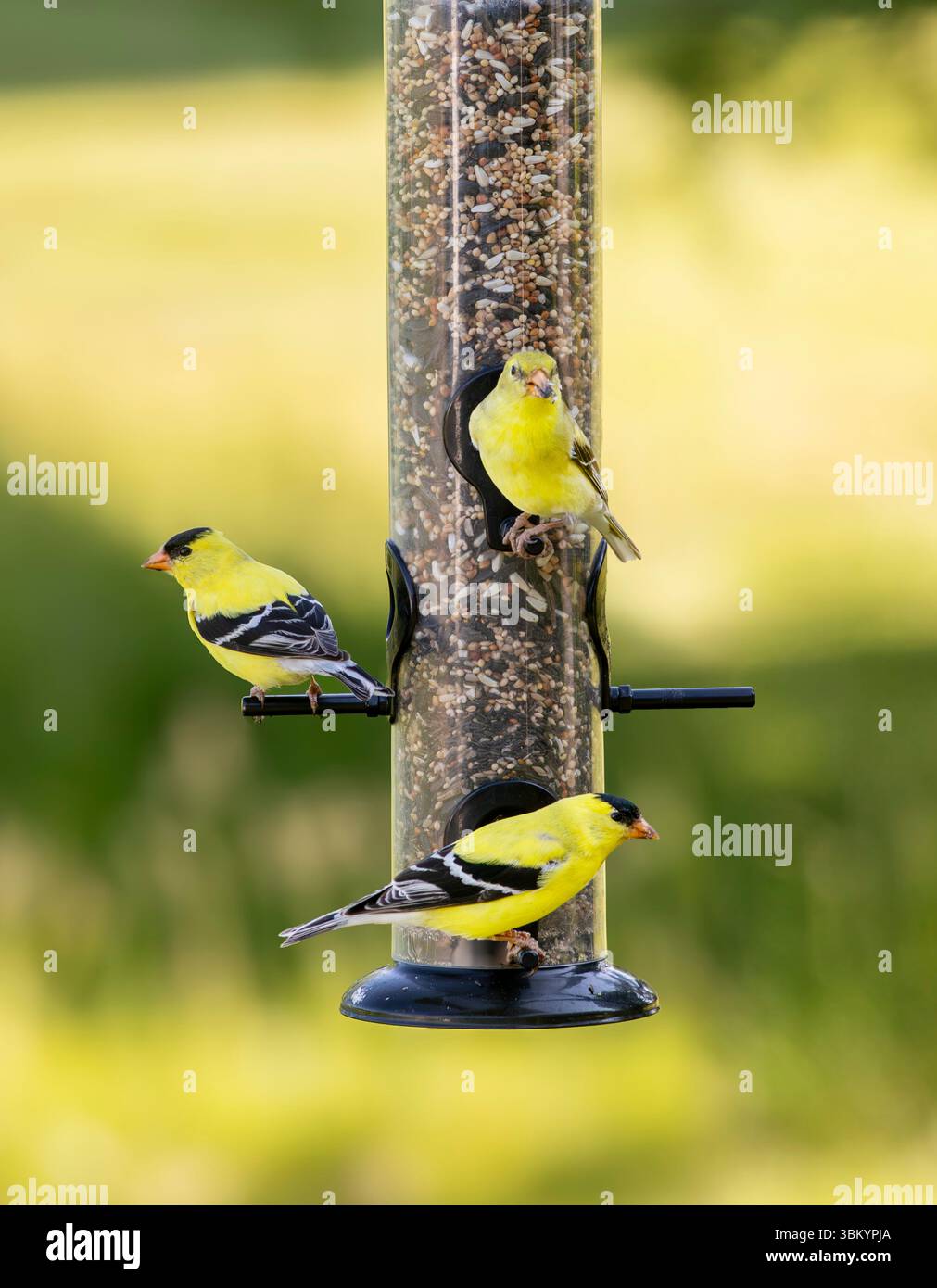 I dormienti americani di colore giallo brillante picchiano i semi all'alimentazione degli uccelli Foto Stock