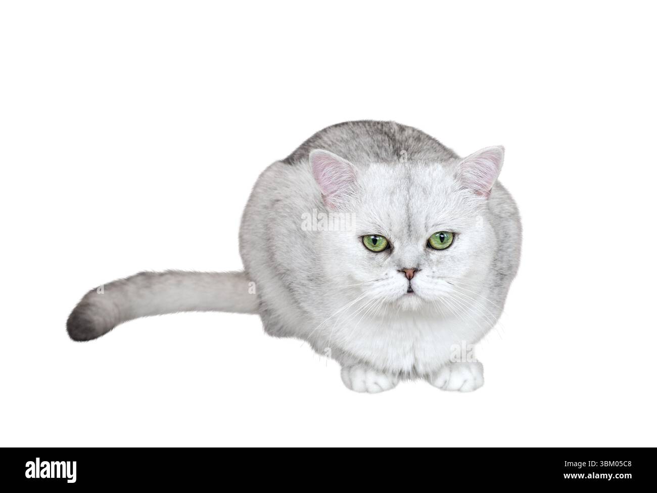 Gatto di razza Shorthair britannico grigio chiaro con occhi verdi seduti, ritaglio isolato su sfondo bianco Foto Stock