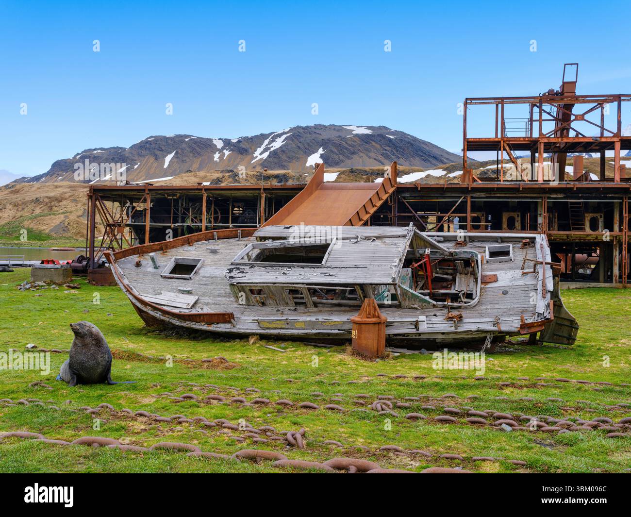 Foca in pelliccia antartica sul piano di spianatura precedente. Stazione baleniera di Grytviken. Antartide, Subantartico, Georgia del Sud, Cumberland East Bay. Foto Stock