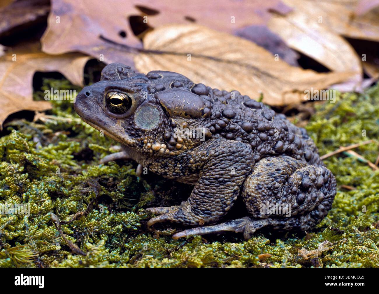 Rospo americano, Bufo americanus Foto Stock
