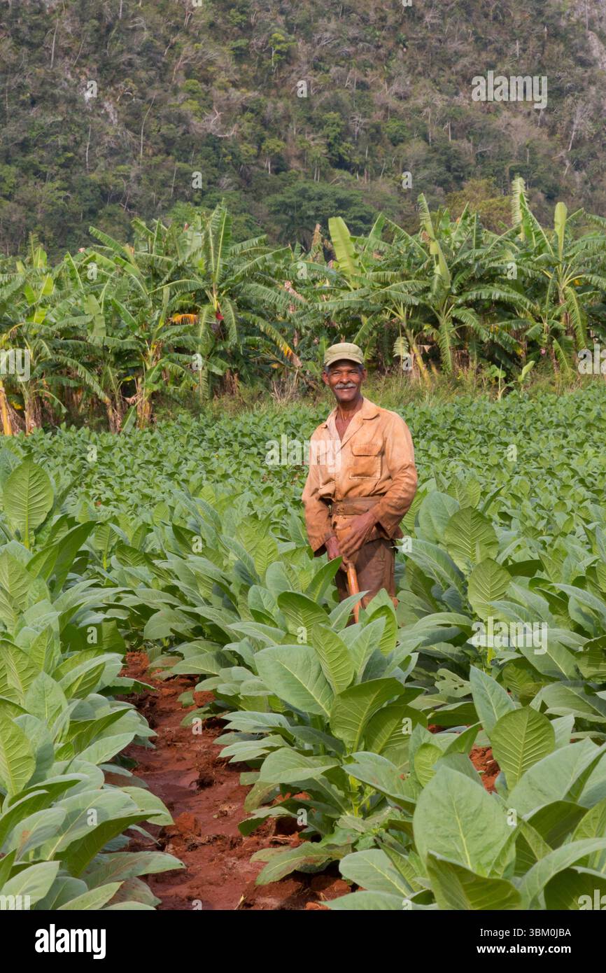 Cuba, Vinales Valley, Tobacco Farm, produzione di sigari. Piante di tabacco coltivate nei campi. (Solo per uso editoriale) Foto Stock