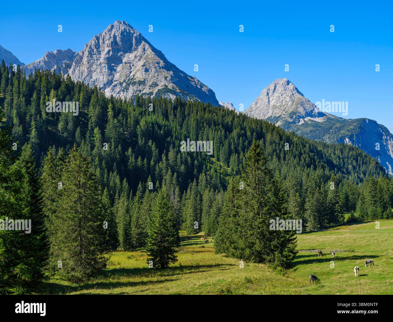 MT. Taja-Kopf e Ehrwald Sonnenspitze. Catena montuosa Mieming e valle Gaistal vicino Ehrwald in Tirolo. Europa centrale, Austria, Tirolo Foto Stock
