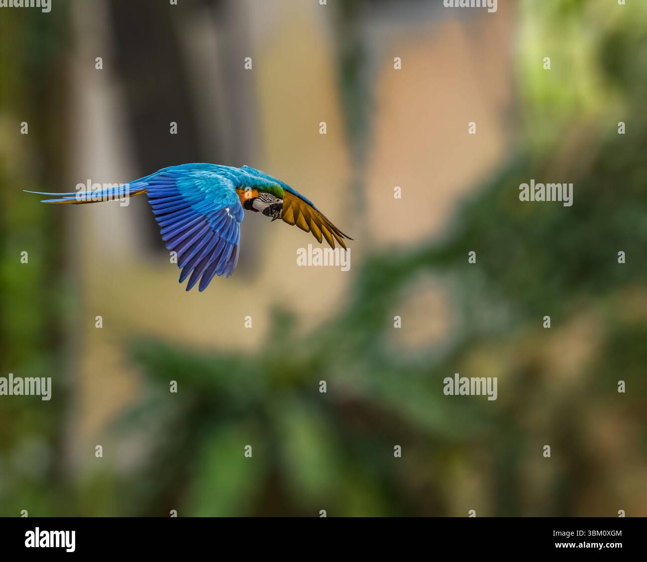Un Macaw in volo Foto Stock