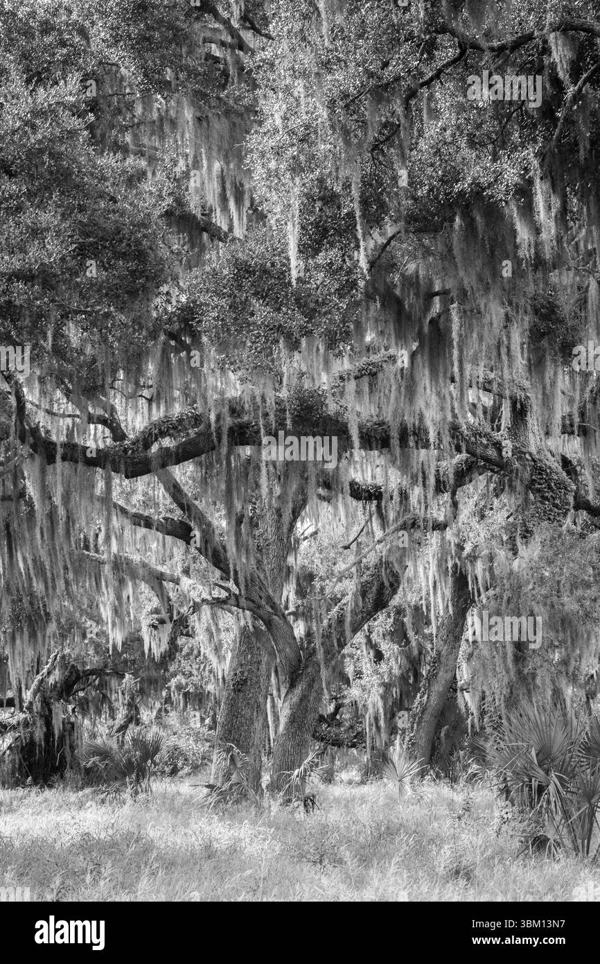Antiche querce, drappeggiate di muschio spagnolo, definiscono un importante habitat naturale nella Florida centrale, negli Stati Uniti. Foto Stock