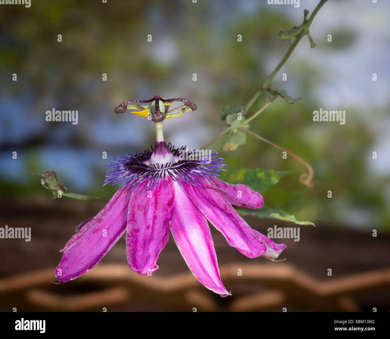 Il fiore della passione è un fiore popolare e bello, che attrae insetti, in particolare farfalle. È anche usato medicalmente come rimedio omeopatico da Foto Stock