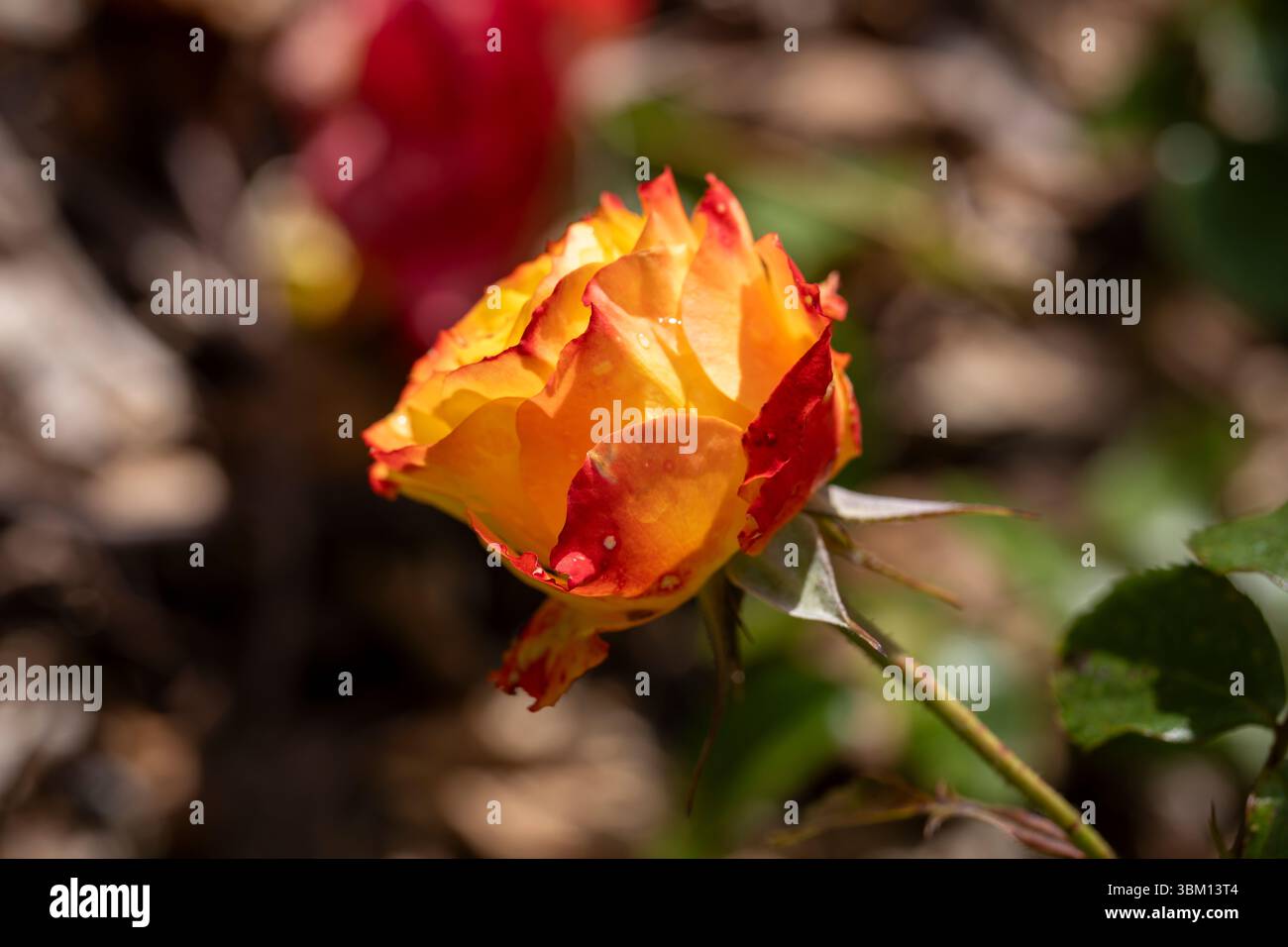 Rosa ibrida gialla con bordo rosso brillante, «Tequila Sunrise», fotografata alla luce del sole con una profondità di campo bassa in un giardino della contea di Donegal. Foto Stock