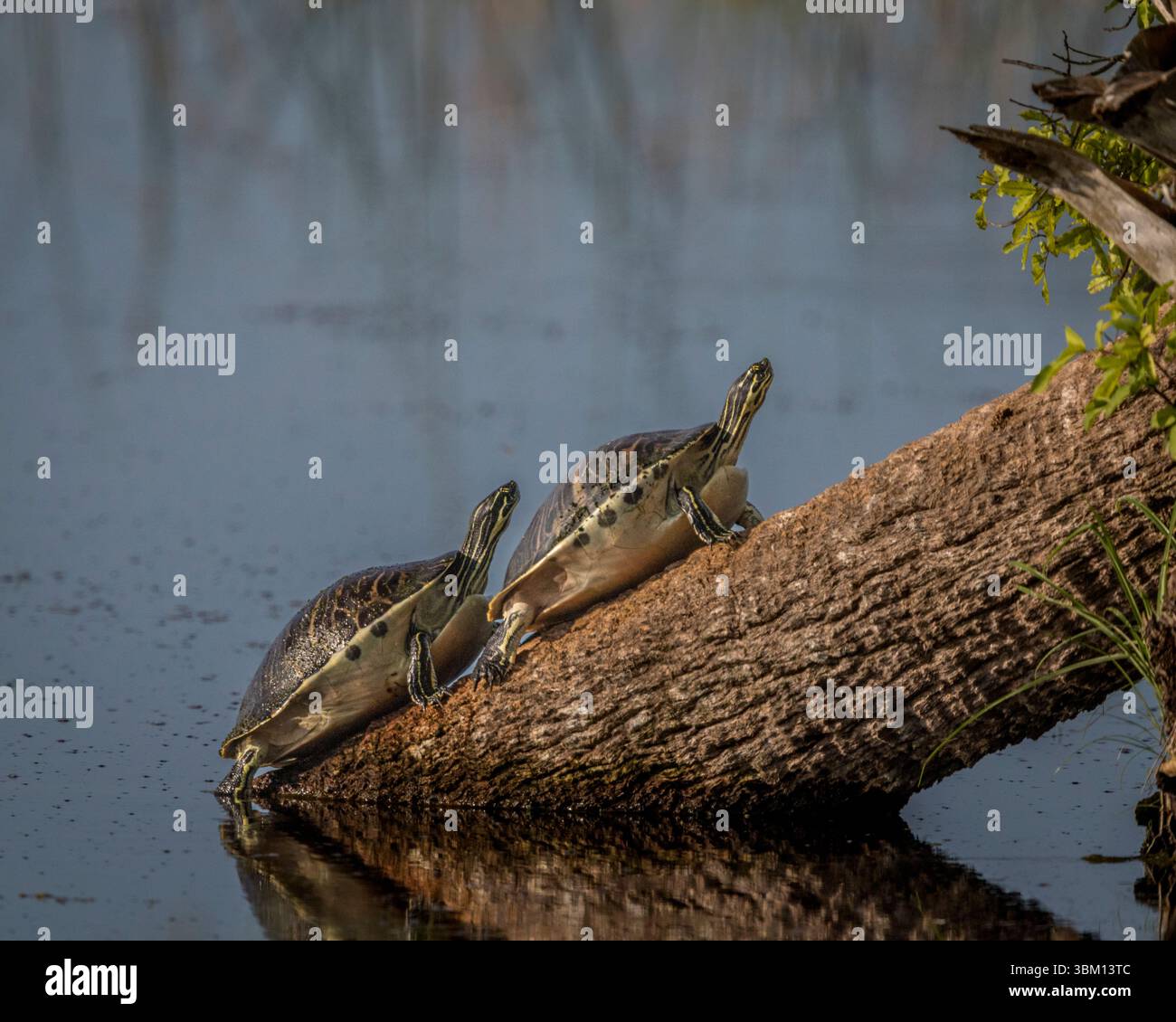 Coastal Plain Cooters riscaldati dai raggi del sole su un tronco presso le paludi di Viera nella contea di Brevard, Florida, Stati Uniti. Foto Stock