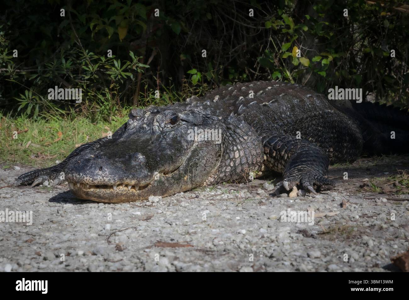 Alligatore a bocca aperta. Foto Stock
