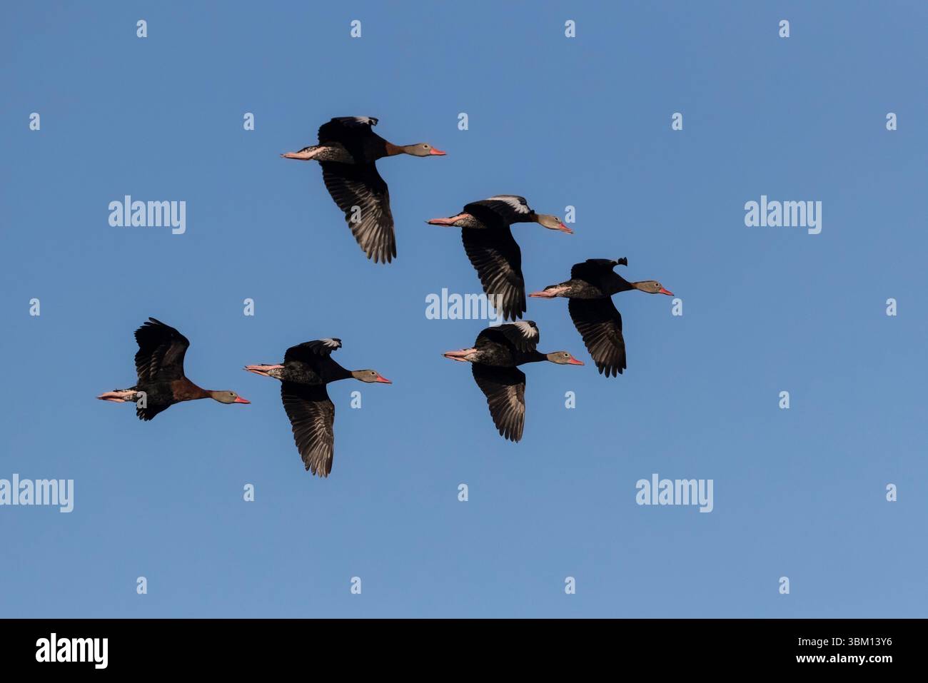 Un gruppo di anatre fischianti con pancia nera vola all'unisono contro il cielo blu. Foto Stock