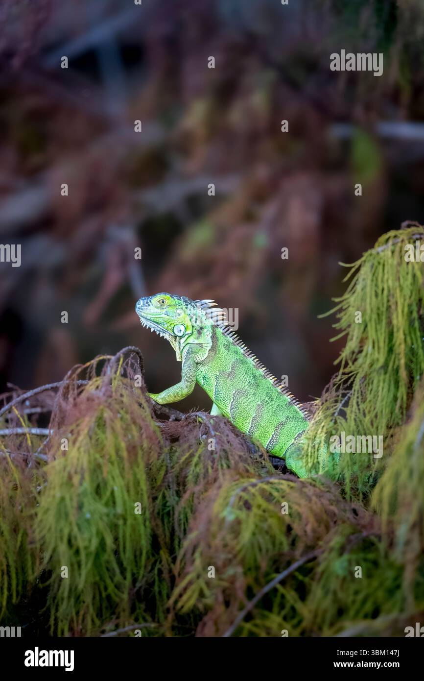 Un'esotica iguana verde si crogiola al sole da un cipresso. Foto Stock
