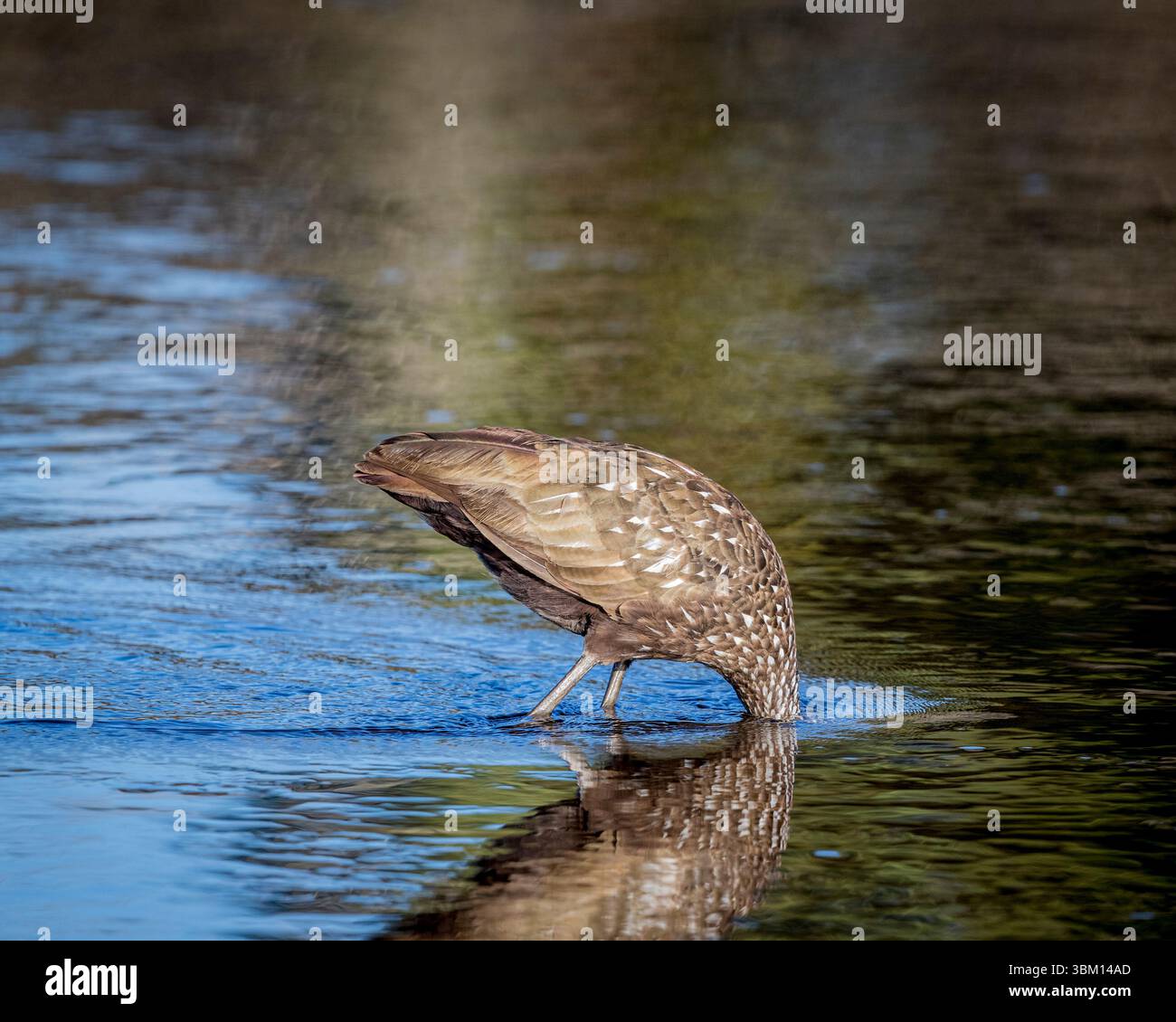 Una zucca si immerge nella testa alla ricerca di molluschi da mangiare. Foto Stock
