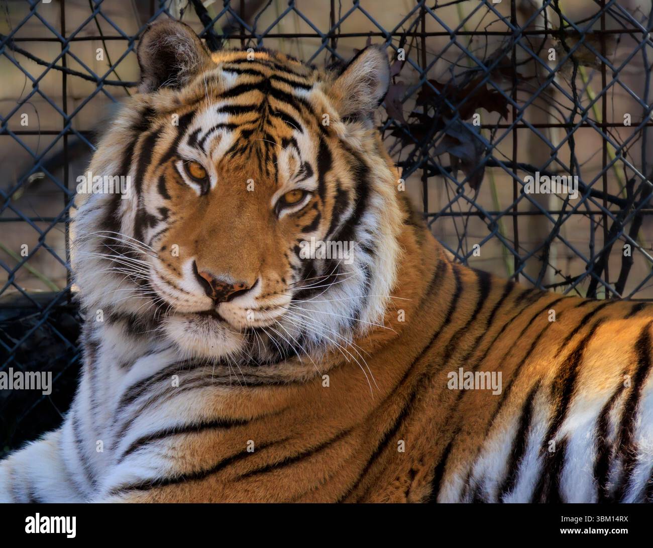 USA, Indiana, Center Point. Primo piano della tigre. Foto Stock