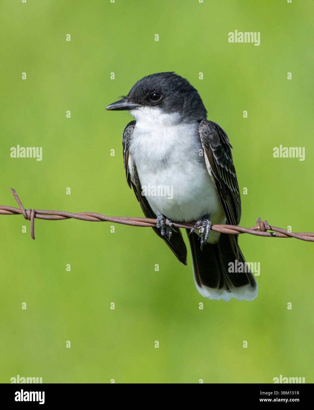 Stati Uniti, Montana. National Bison Range, il kingbird orientale. Foto Stock