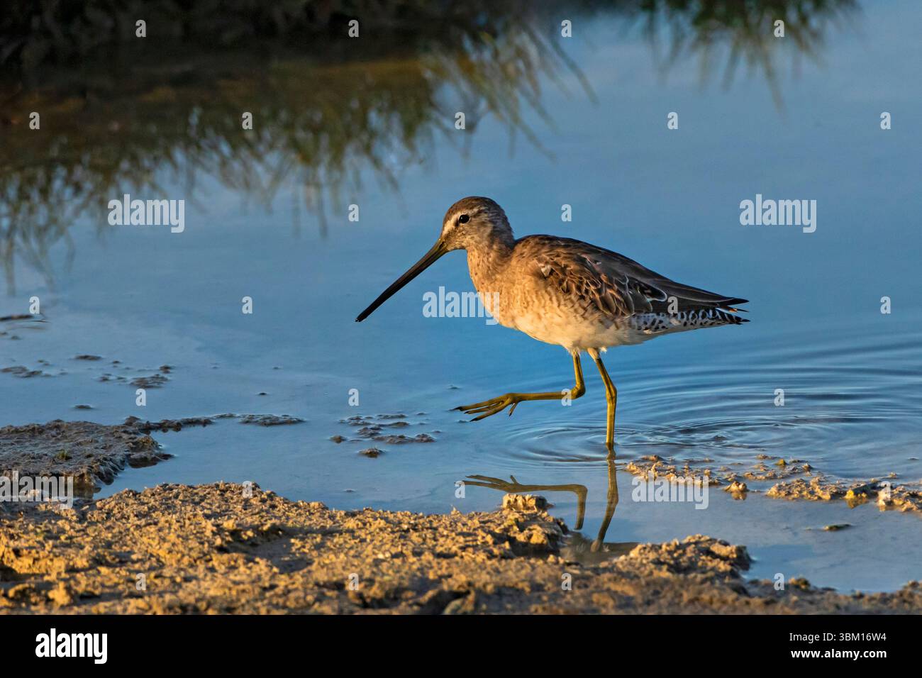 USA, Texas, Cameron County. Laguna Atascosa National Wildlife Refuge, un osservatore a becco lungo che dà da mangiare in paludi poco profonde e d'acqua dolce. Foto Stock