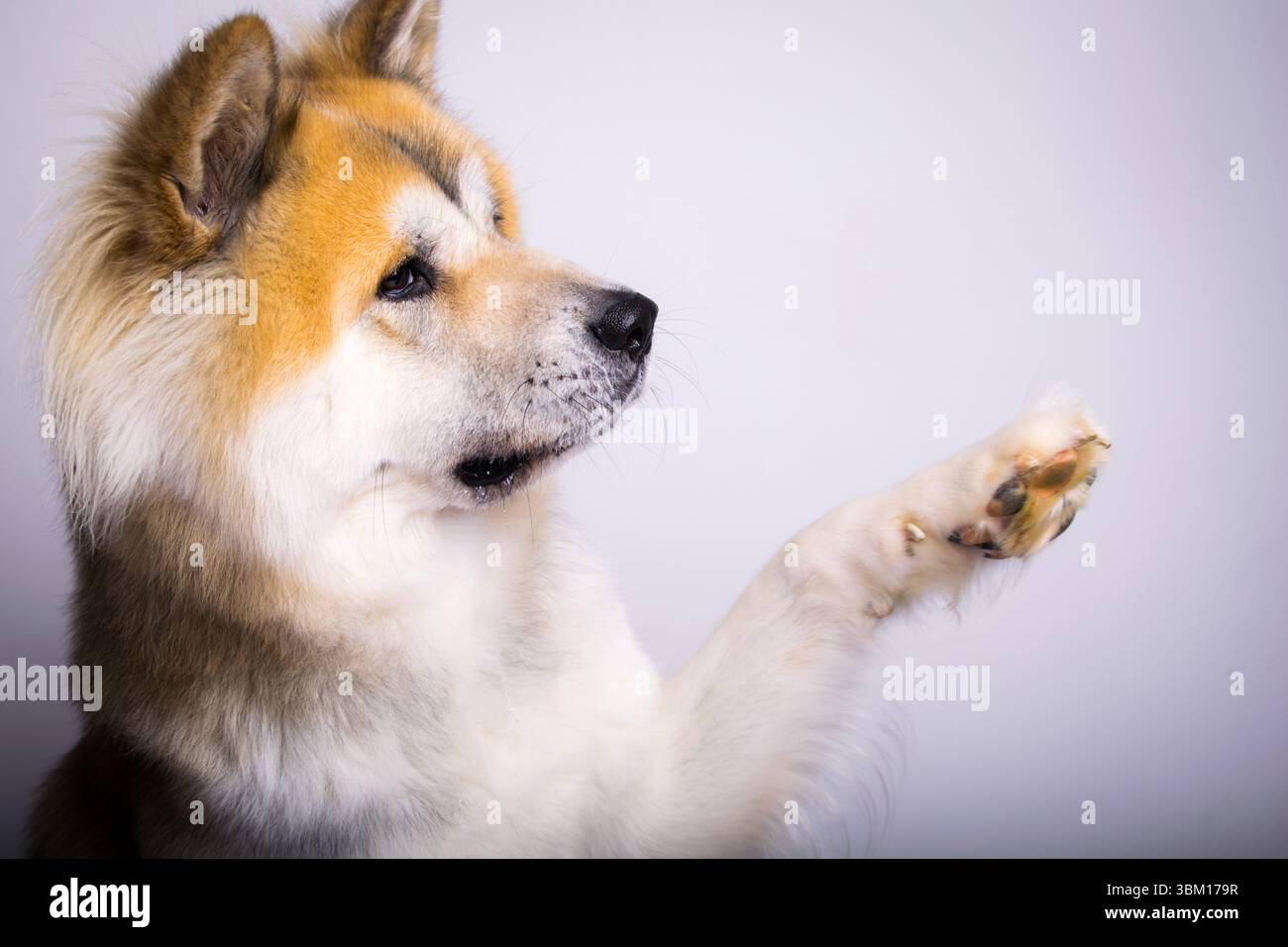 Affascinante primo piano di un cane Akita ben addestrato con la zampa sollevata, che sembra attento. Perfetto per illustrare i concetti di formazione, fedeltà, .... Foto Stock