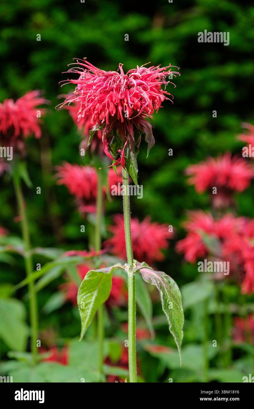 Bergamotto, balsamo d'api, monarda, sfumature rosse didyma, balena a due labbra, tubolare, fiori rossi Foto Stock