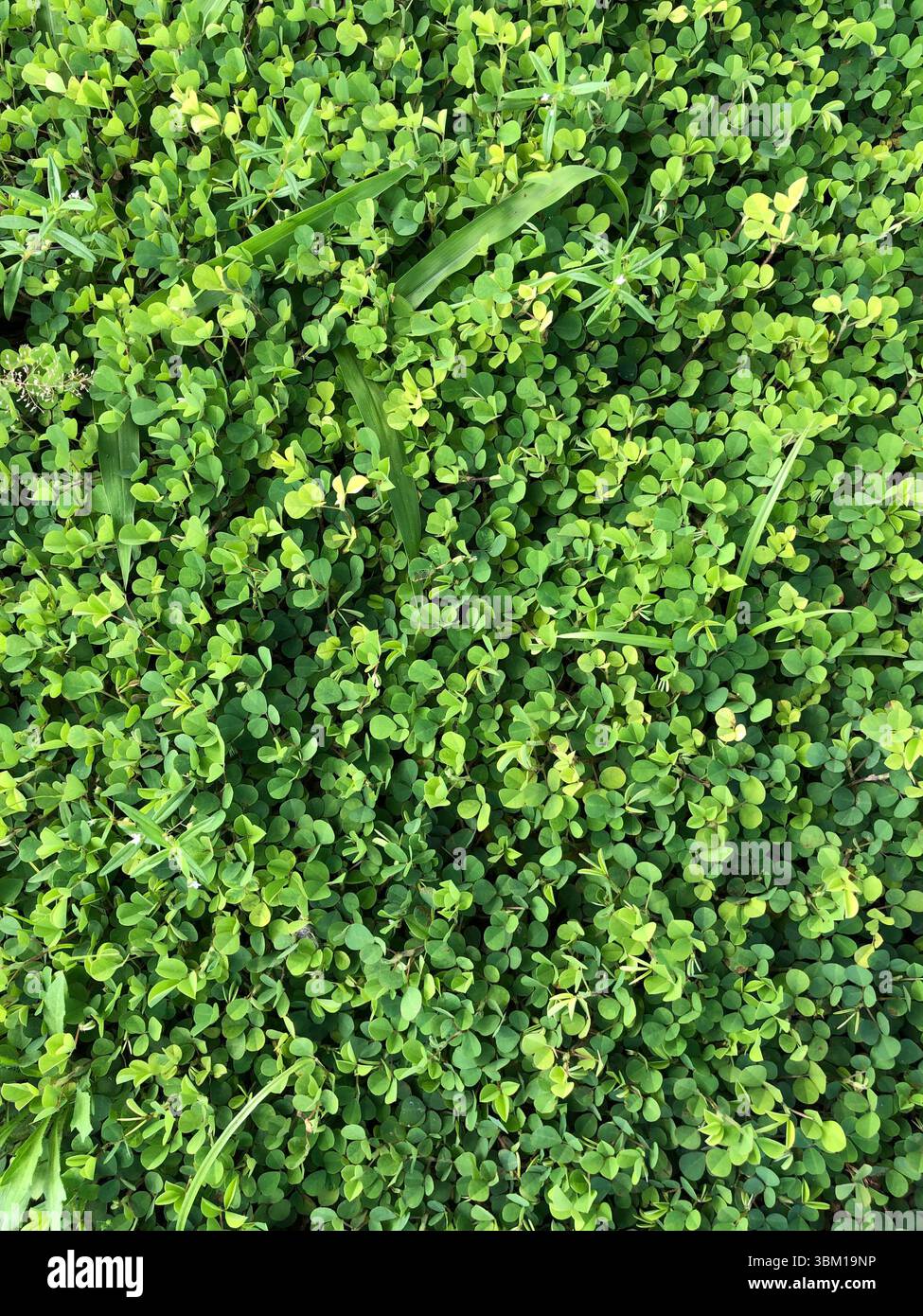 La pianta di okra è in piena fioritura, mostrando un fiore straordinariamente bello e delicato. I suoi petali sono prevalentemente bianchi, con una tenue tonalità verdastra - Immagine stock catturata con smartphone