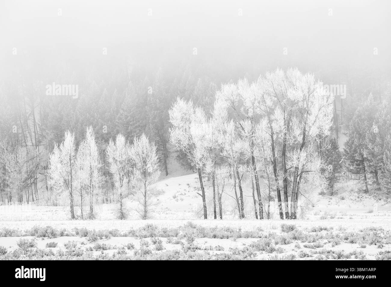 USA, Wyoming, Jackson. Grand Teton National Park, Una mattinata nebbiosa di alberi di cottonwood ghiacciati e pennello di seta Foto Stock