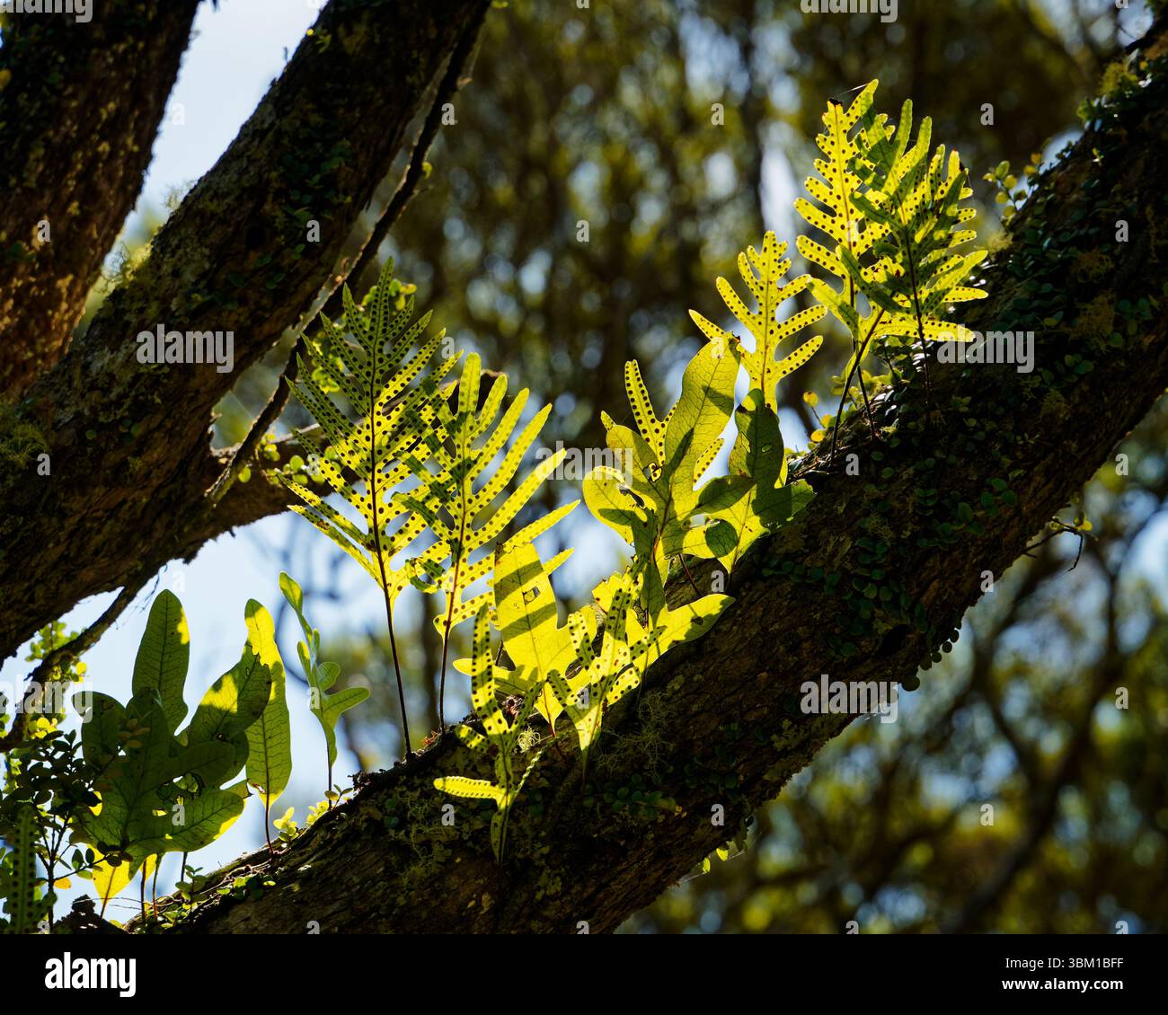 La Zealandia pustulata è una felce epifitica o rupestrale che si arrampica o si arrampica. Qui retroilluminato cresce su un ramo d'albero. Nuova Zelanda. Foto Stock