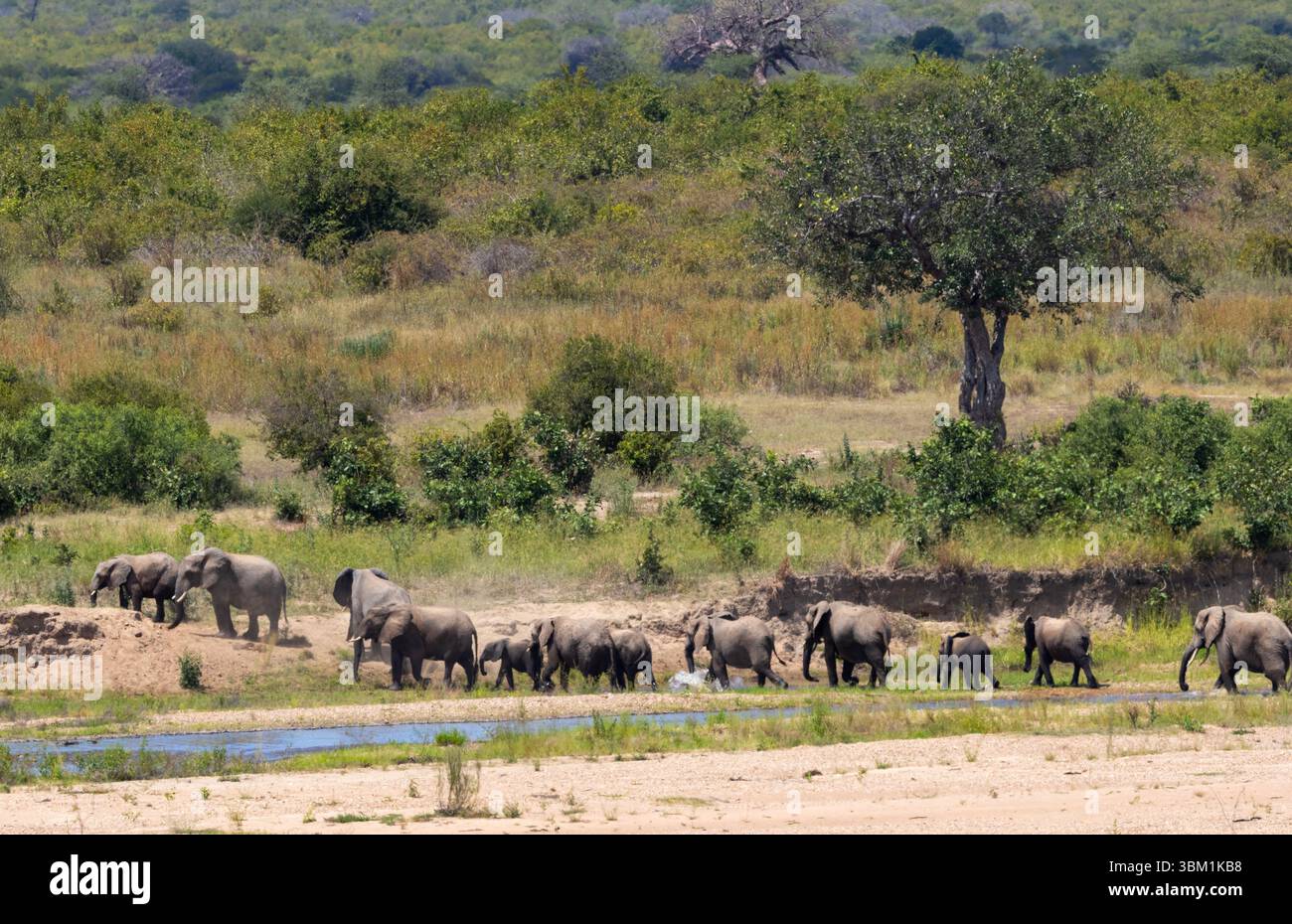 Parte di un grande raduno di branchi di elefanti e alcuni tori attraversano la valle del fiume Great Ruaha. A volte questi raduni si muovono in massa Foto Stock