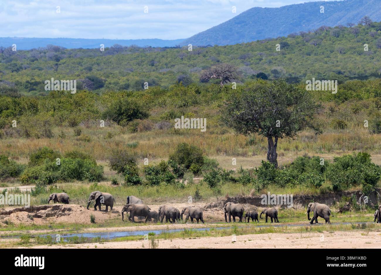Parte di un grande raduno di branchi di elefanti e alcuni tori attraversano la valle del fiume Great Ruaha. A volte questi raduni si muovono in massa Foto Stock