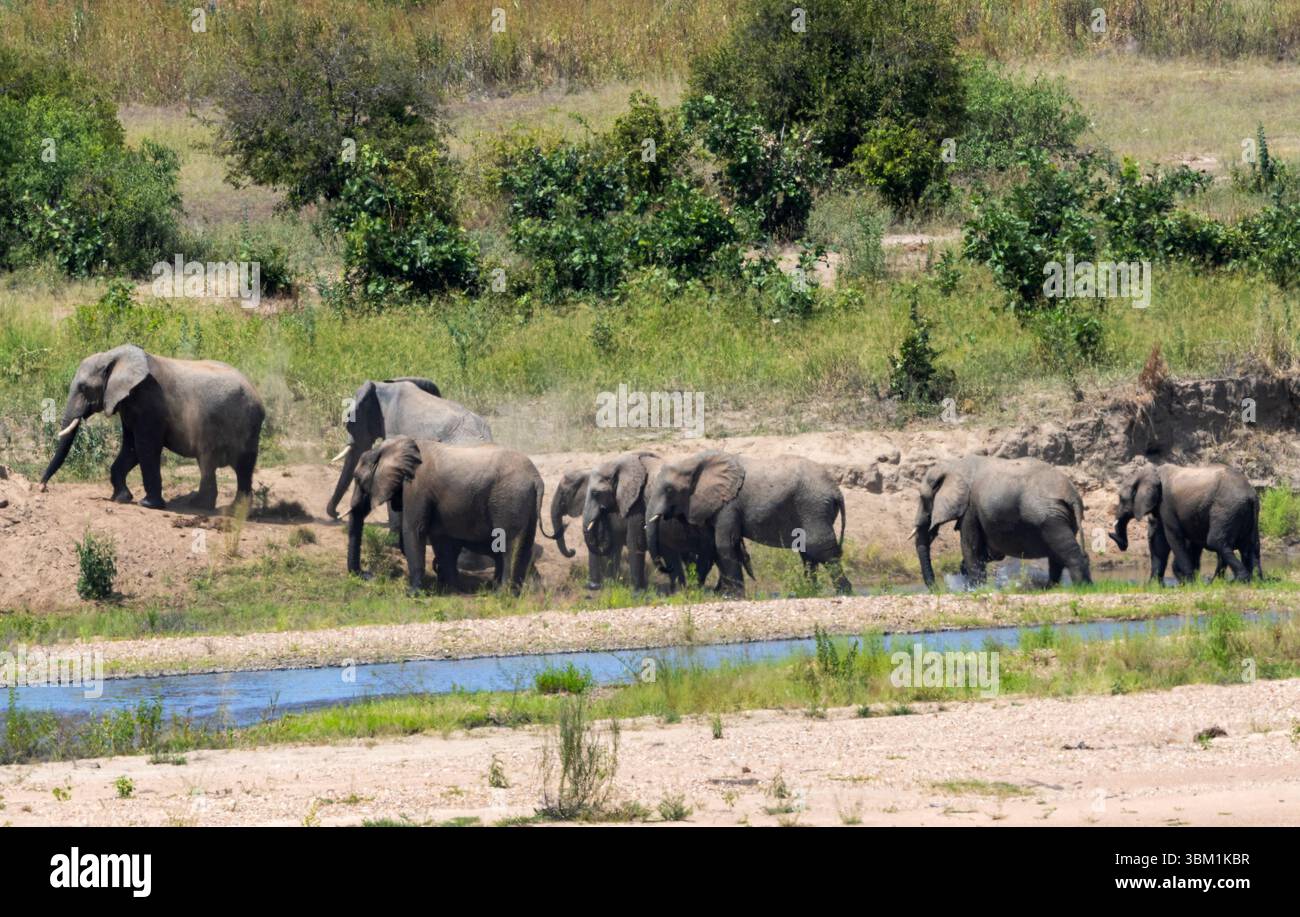 Parte di un grande raduno di branchi di elefanti e alcuni tori attraversano la valle del fiume Great Ruaha. A volte questi raduni si muovono in massa Foto Stock