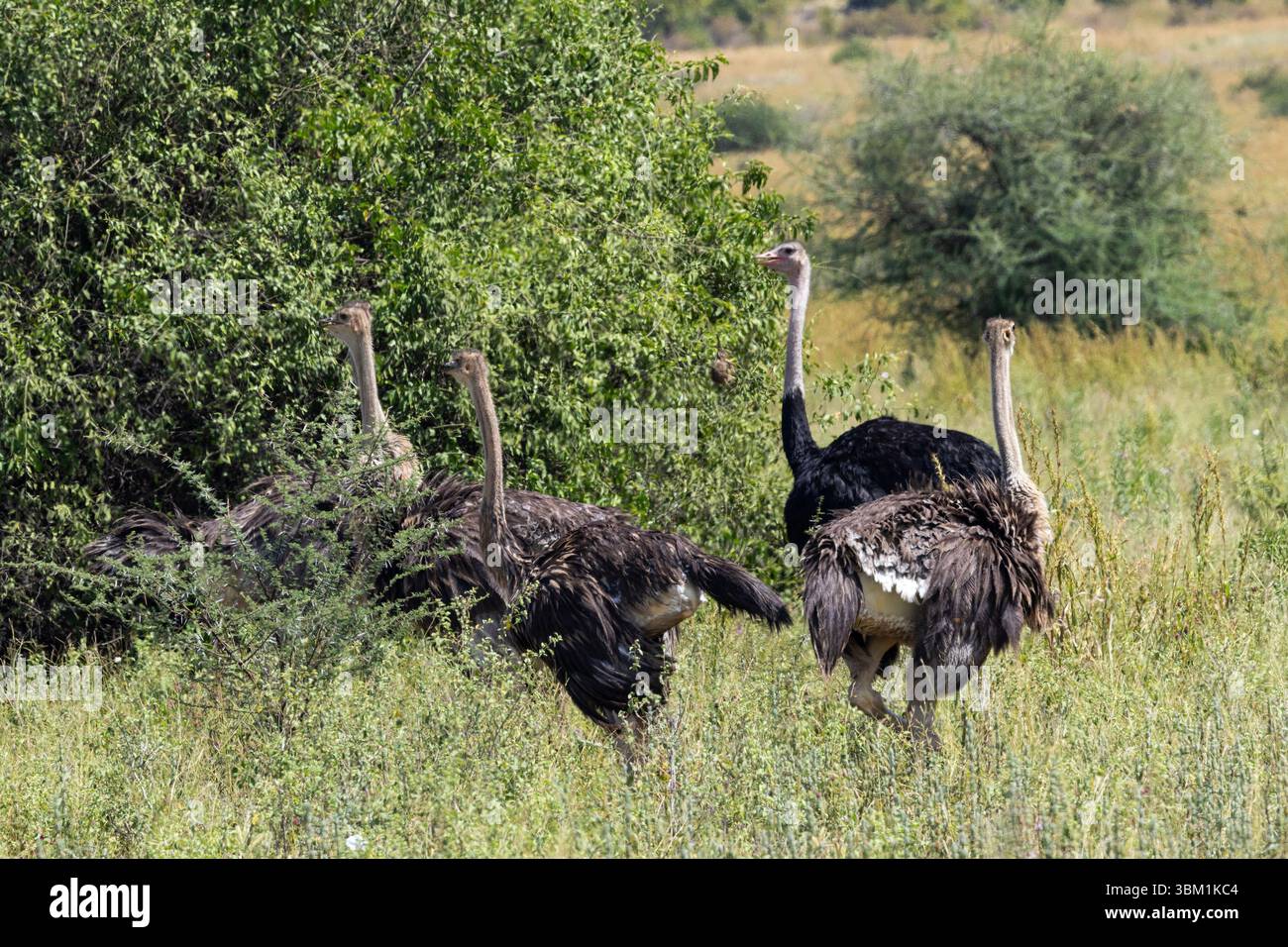 Le coppie di struzzi spesso attraggono altre femmine per deporre le uova e contribuire alla loro frizione. Questo spesso si traduce in grandi raggruppamenti di adulti e giovani Foto Stock
