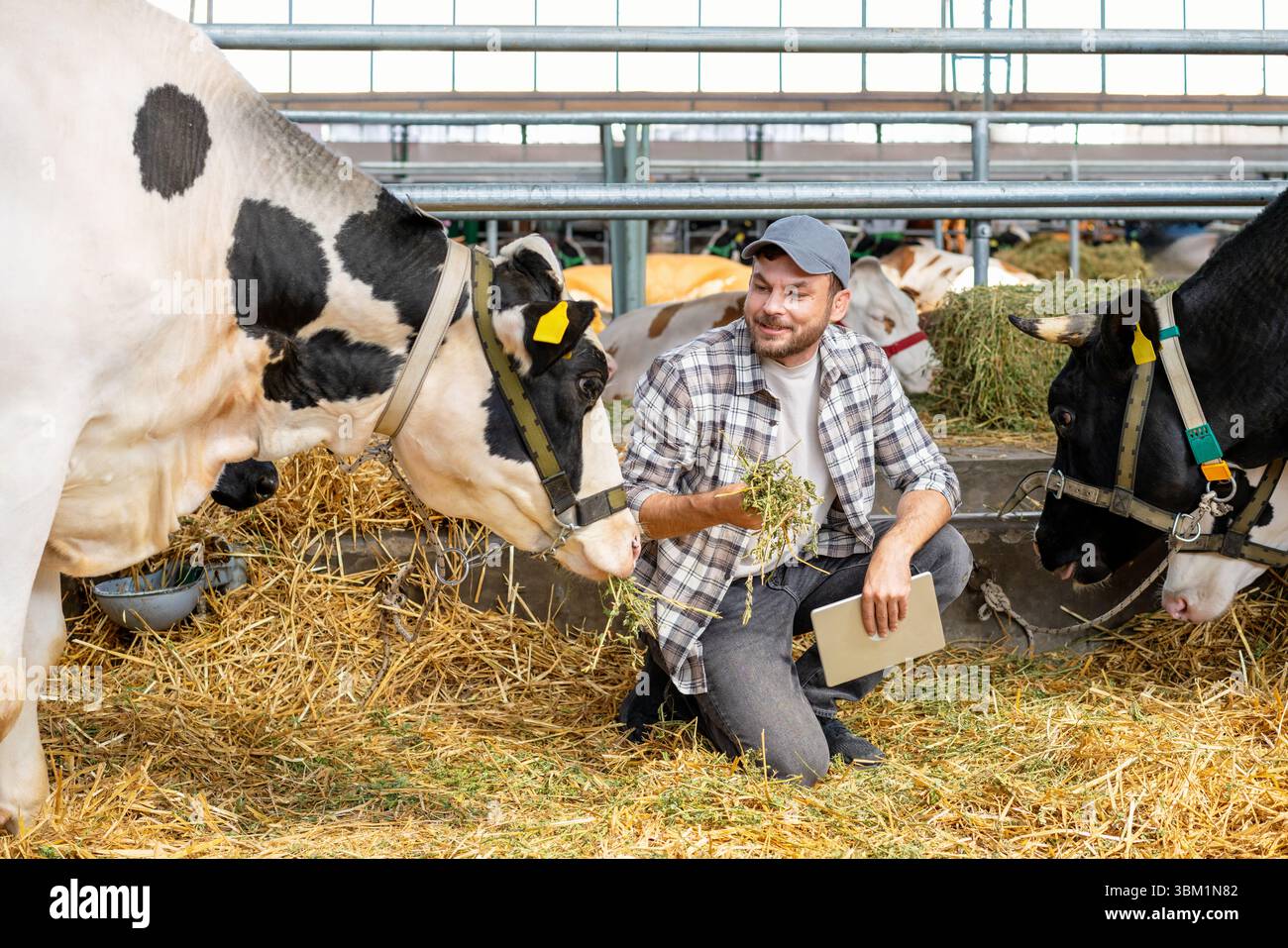 Uomo che tiene la tavoletta e dà da mangiare alle mucche con il fieno nel fienile Foto Stock