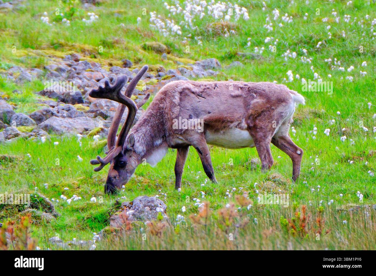 Pascolo di renne in un campo erboso in Islanda Foto Stock