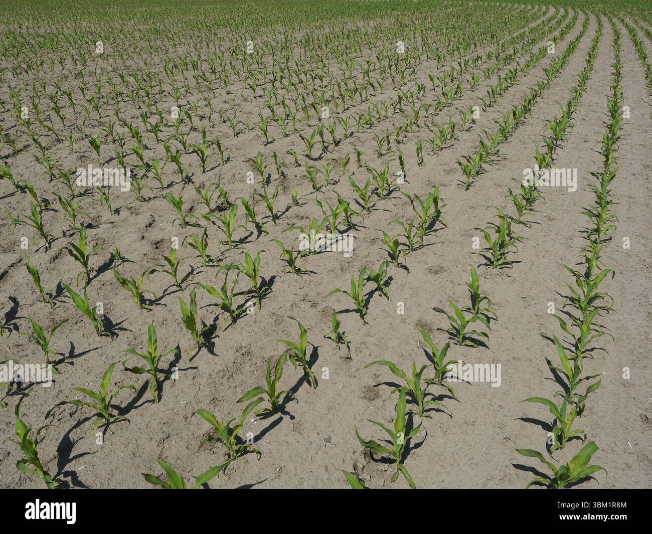 Il granturco molto giovane cresce in file, base per alimenti, mangimi ed energia. Copia spazio. Spazio per testi e disegni. Foto Stock