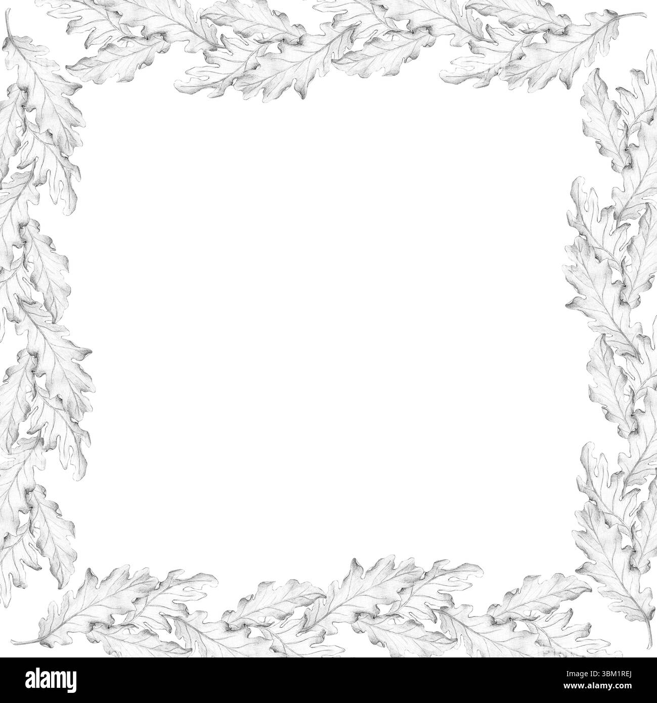 La cornice con foglie di quercia è isolata su sfondo bianco. Disegno a matita, schizzo, illustrazione. Pianta, botanica, foglie, albero, quercia, medicina, abbaiare Foto Stock