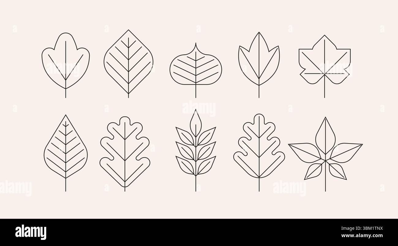 Raccolta di lamelle lineari geometriche. Set di icone botaniche astratte. Illustrazione Vettoriale