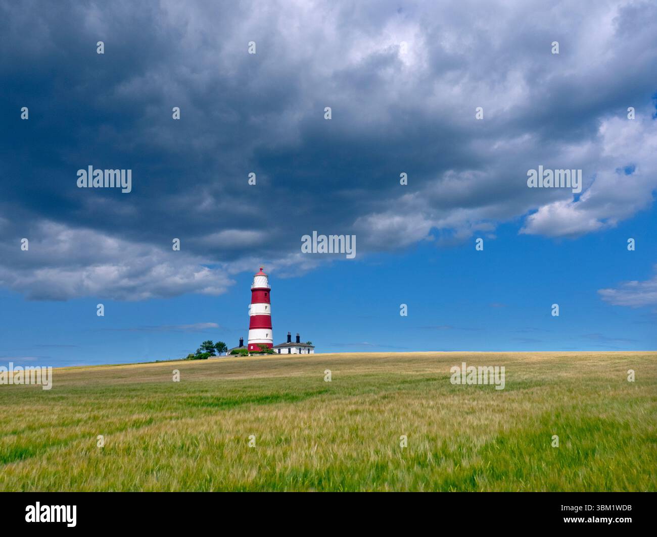 Un campo di orzo maturo e Light House Happisburgh Norfolk UK Foto Stock