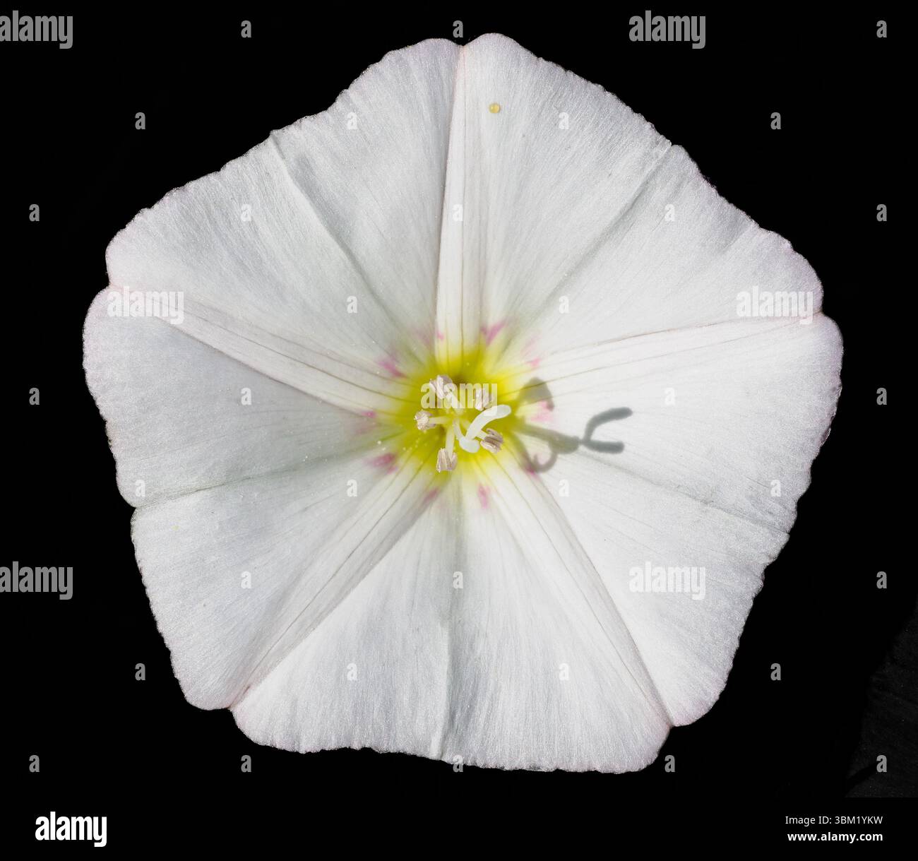 Fiore singolo della forma bianca di Field Bindweed Convolvulus arvensis con cinque petali a forma di tromba fusi su sfondo nero Foto Stock