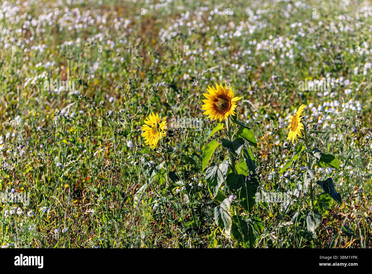 Prato con girasoli in fiore una giornata estiva soleggiata Foto Stock
