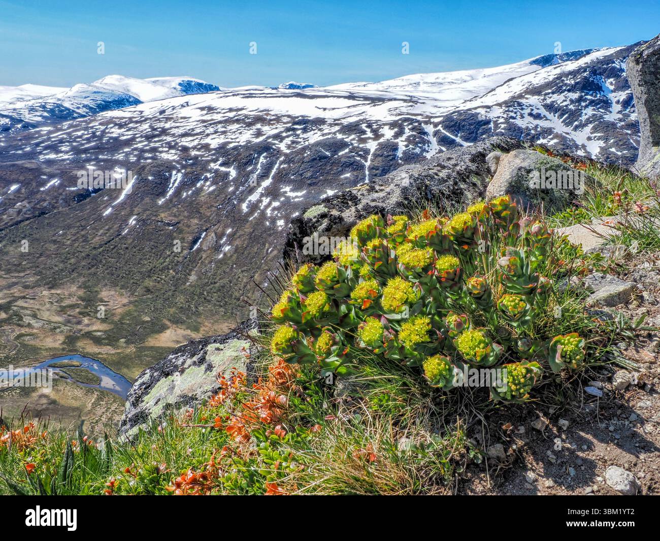 Roseroot Sedum o Rhodiola rosea che cresce a 1450 m su Knutshoe nel parco nazionale Jotunheimen nella Norvegia centrale Foto Stock