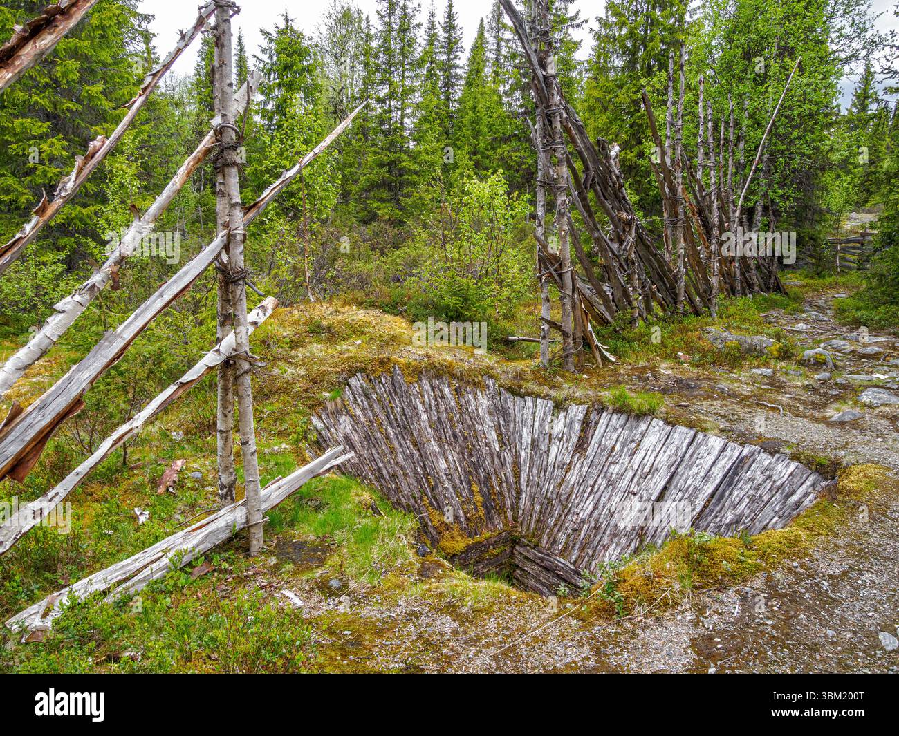 Trappola di alci o alci che sarebbe coperta di bastoni e neve in inverno con recinzione guida in una foresta nella regione di Valdres nella Norvegia centrale Foto Stock