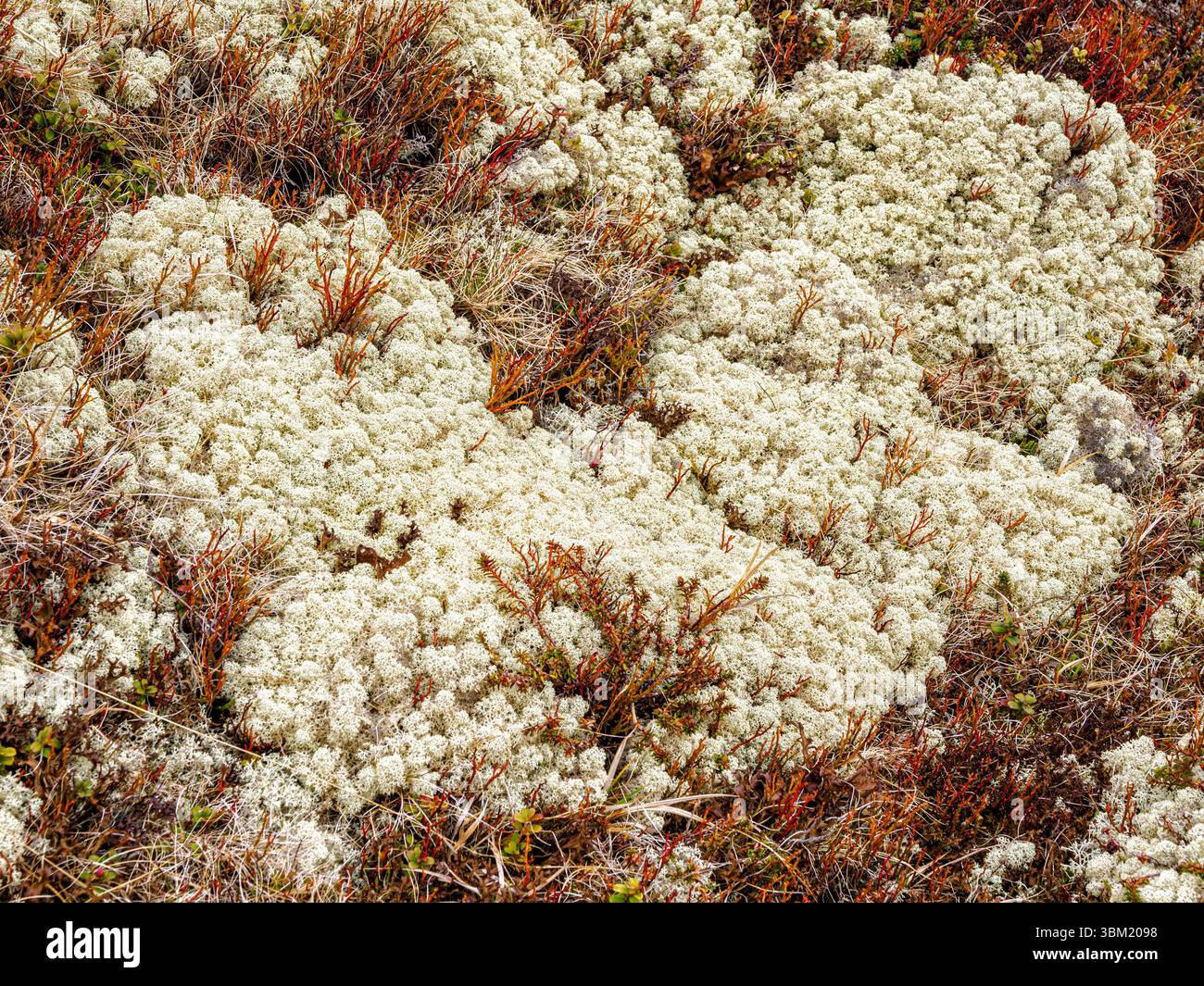 Renna Moss Cladonia rangiferina che cresce sulle fioriture della Norvegia centrale - un prolifico lichene che forma un'importante fonte di cibo invernale per le renne Foto Stock
