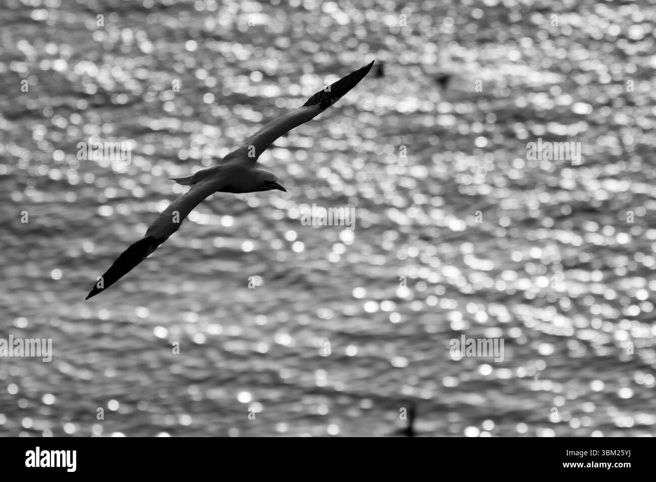 Sagoma di uccello contro il mare luminoso all'alba Foto Stock