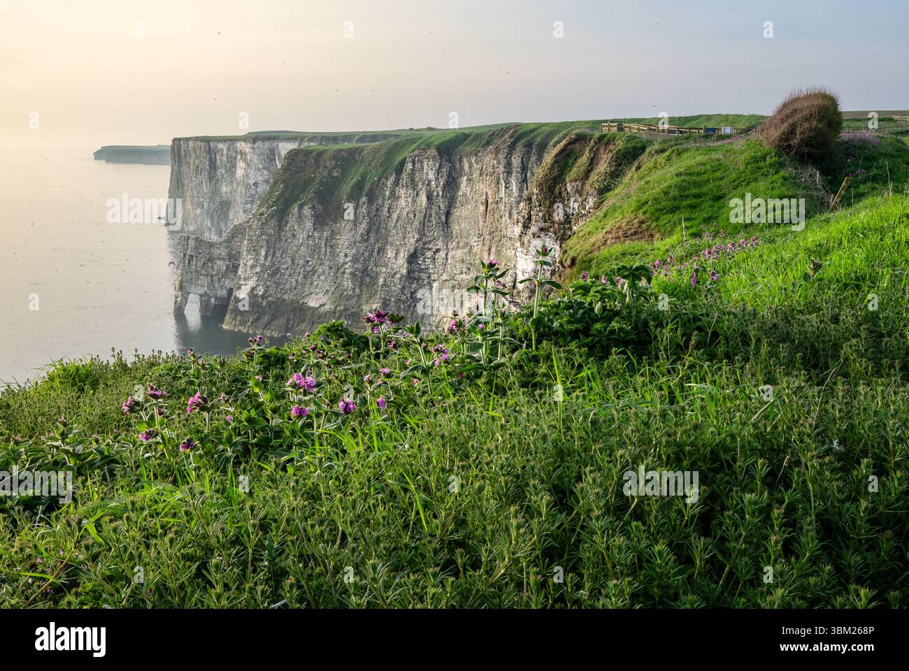 Bempton Cliffs Landscape View, Yorkshire, Regno Unito Foto Stock