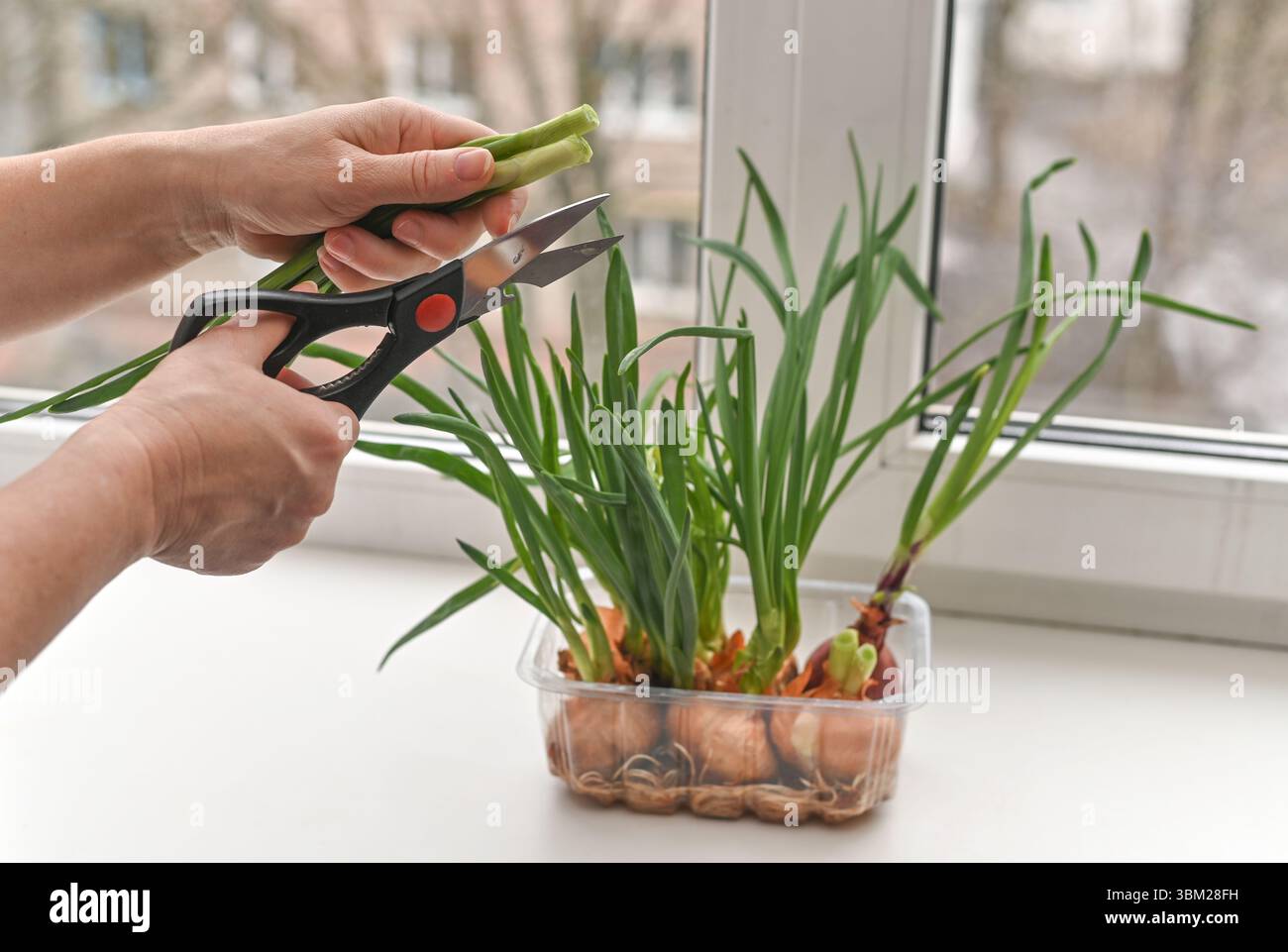 Cipolla verde come decorazione e utile ingrediente da cucina. i verdi aggiungono freschezza e sapore ai piatti, migliorando al contempo l'estetica delle cucine. tagliate la cipolla Foto Stock